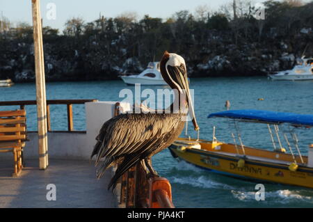 Galapagos Braune Pelikan am Pier, San Cristobal Island, Galapagos, Ecuador. Stockfoto