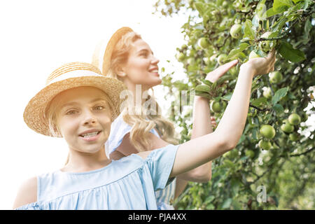 Lächelnde Mutter und Tochter pflücken Äpfel im Obstgarten mit Sonnenlicht Stockfoto