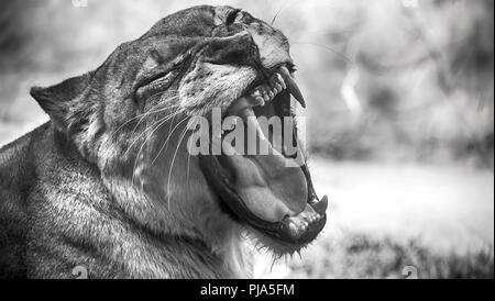 Brüllende Löwin portrait in Schwarz und Weiß Stockfoto