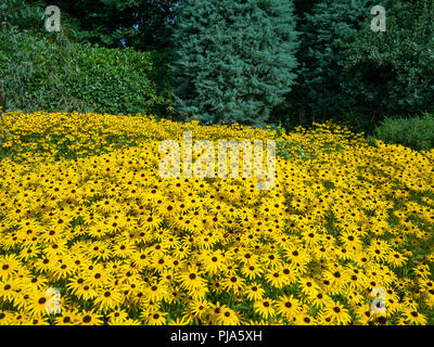 Rudbeckia Gold Sturm wächst im Garten Grenze Stockfoto