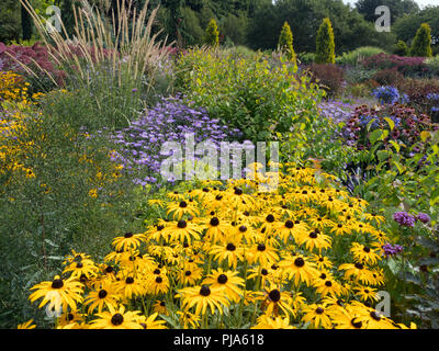 Rudbeckia Gold Sturm wächst im Garten Grenze Stockfoto