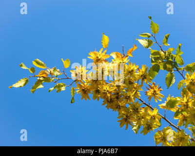 Früchte der Hainbuche Carpinus Betulus im winter Stockfotografie Alamy