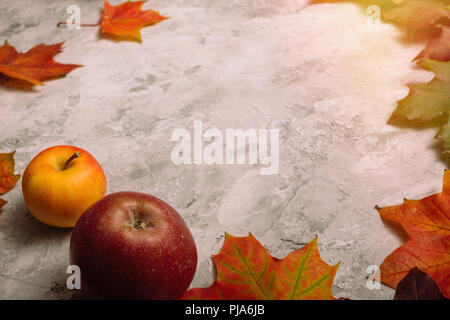 Hintergrund Mit reife Äpfel und Herbst Ahorn Blätter auf einem grauen Beton Oberfläche Stockfoto