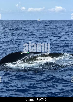 Die Küstenwache und ein barmherziger Samariter retten zwei kreissägen Donnerstag, 5. Juli 2018 nach ihrem 25-Fuß-Boot 50 Meilen westlich von Neapel, Florida gekentert. Eine boatcrew, an Bord eines 45-Fuß-Antwort Boat-Medium von Fort Myers Beach, transportiert die Bootsfahrer zu Pelican Pier Marina mit von Verletzungen. Stockfoto