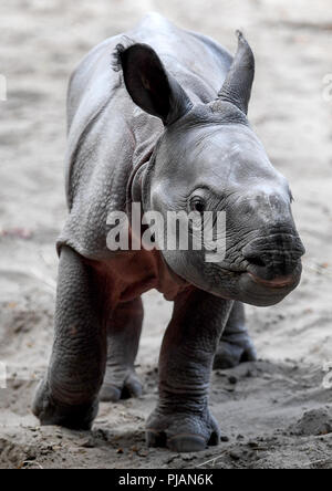 Berlin, Deutschland. 06 Sep, 2018. Das neugeborene rhino Stier in den Zoo. Das junge Tier wurde am 5. September 2018 geboren. Quelle: Britta Pedersen/dpa-Zentralbild/dpa/Alamy leben Nachrichten Stockfoto