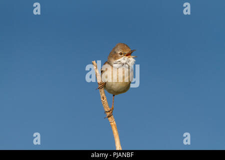 Whitethroat; Sylvia Communis; im Lied Stockfoto