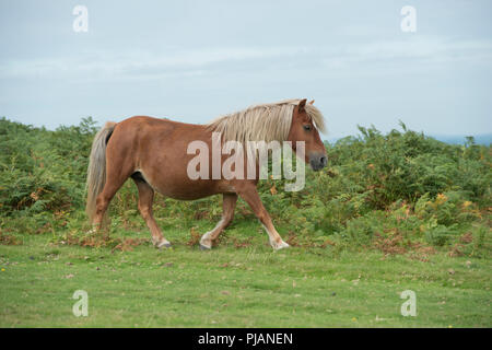 Wildes Pony auf dartmoor Stockfoto