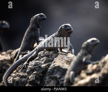 Juvenile Meerechsen, zusammengefasst auf Felsen für Sicherheit. Galapagos, Ecuador Stockfoto