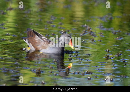 Sumpfhuhn in Feuchtgebieten Anfang September. Stockfoto