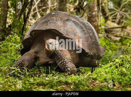 Galapagos Riesenschildkröte. Gewölbt. Rancho Primicias Schildkröte erhalten, Isla Santa Cruz, Galapagos, Ecuador. Stockfoto