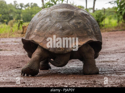 Galapagos Riesenschildkröte. Gewölbt. Rancho Primicias Schildkröte erhalten, Isla Santa Cruz, Galapagos, Ecuador. Stockfoto