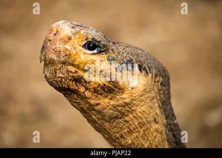 Nahaufnahme des Gesichts des Sattels gesichert Galapagos Schildkröte. Charles Darwin Research Center, Puerto Ayora, Isla Santa Cruz, Galapagos, Ecuador. Stockfoto