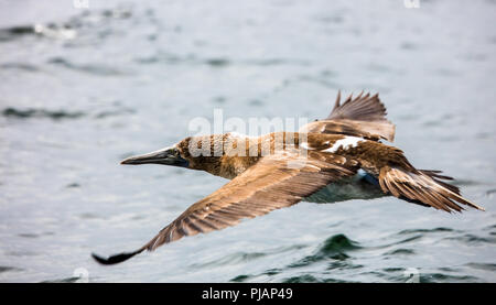 Blue-footed booby Überfliegen des Ozeans auf der Suche nach Fisch. Elizabeth Bay, Isla Santa Cruz, Galapagos, Ecuador Stockfoto