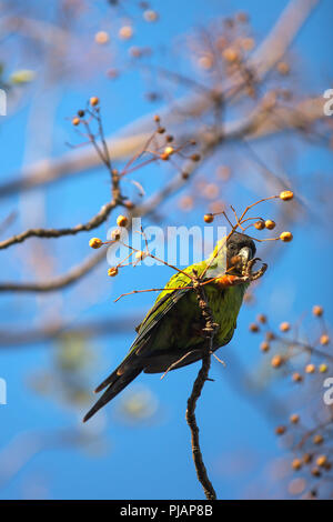 Ein Mönch parakeet (Myiopsitta monachus) innerhalb der ökologischen Reserve "Costanera Sur". Puerto Madero, Buenos Aires, Argentinien. Stockfoto