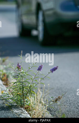 Eine kleine lila budleia butterfly Bush, dass sich selbst in einer Gosse gesät und gegen die Vorteile blühte, obwohl die Autos vorbei Stockfoto