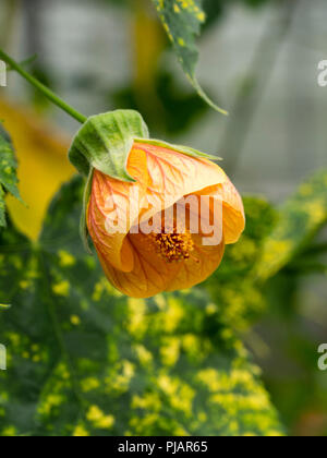 Blass orange Blume und gelb gefleckte bunte Blätter der Ausschreibung wand Strauch, Abutilon pictum 'Thompsonii' Stockfoto