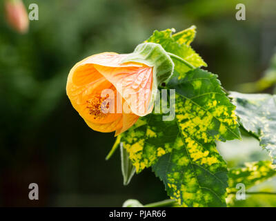 Blass orange Blume und gelb gefleckte bunte Blätter der Ausschreibung wand Strauch, Abutilon pictum 'Thompsonii' Stockfoto