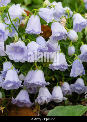 Pale Blue Doppel glockenförmigen Blüten der Hardy, niedrig wachsenden Alpine, Campanula cochlearifolia" Elizabeth Oliver' Stockfoto