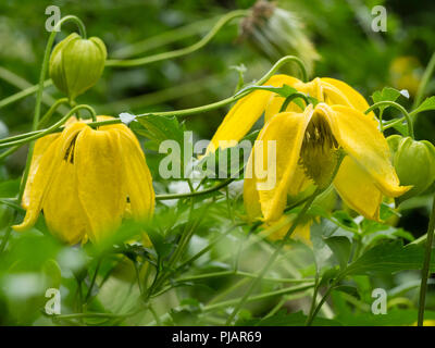 Gelbe Glocke Blumen Der winterharte Kletterpflanze, Clematis tangutica