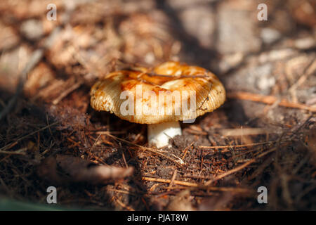 Makro des schönen kleinen Rot Gelb psathyrella Pilze im Herbst Wald Gras, Moos. Blick von oben über. Pilze Steinpilze in Holz. Sonnigen Tag im Land ru Stockfoto