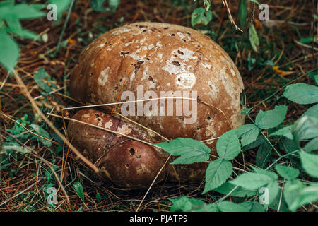 Makro von schönen Riesen puff ball Pilz im Herbst Wald Gras, Moos. Blick von oben über. Große große Pilze Steinpilze in Holz. Sonnigen Tag im Land Stockfoto