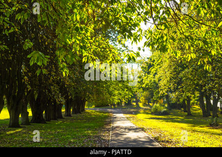 Einen Weg entlang der Gänge von grünen Bäumen in Dunbeth Park, Coatbridge, North Lanarkshire, Schottland, Großbritannien Stockfoto