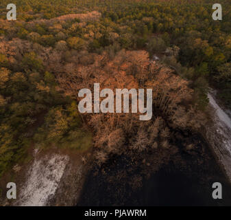 Ansicht von oben mit Zypressen im Winter. Indian Lake Forest, Marion County Florida Stockfoto