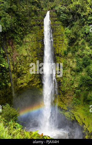 "Akaka Falls Wasserfall mit einem Regenbogen auf der Insel von Hawaii Stockfoto