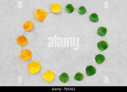 Wechsel der Jahreszeiten. Sommer und Herbst Blätter bilden einen Kreis, auf konkreten Hintergrund. Natur Zyklus. Stockfoto