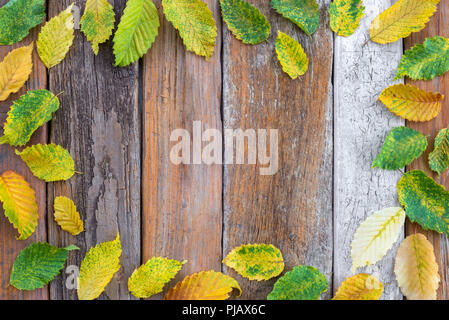 Rahmen aus hellen Blätter im Herbst auf alten Holz Hintergrund. Bunte Erle verlässt. Stockfoto