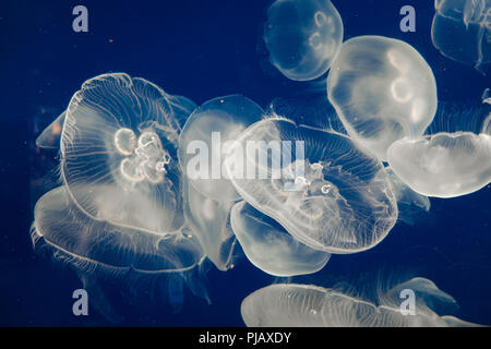 Ohrenquallen (Aurelia Aurita) schwimmend auf dunkelblauem Hintergrund Stockfoto