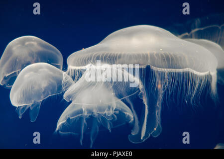 Ohrenquallen (Aurelia Aurita) schwimmend auf dunkelblauem Hintergrund Stockfoto