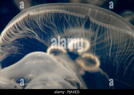Ohrenquallen (Aurelia Aurita) schwimmend auf dunkelblauem Hintergrund Stockfoto