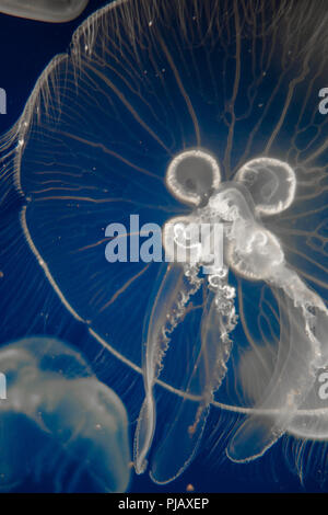Ohrenquallen (Aurelia Aurita) schwimmend auf dunkelblauem Hintergrund Stockfoto