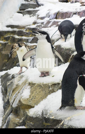 Kolonien von Pinguinen auf das Reich der Pinguin Ausstellung in SeaWorld, Orlando angezeigt Stockfoto