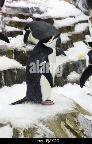 Kolonien von Pinguinen auf das Reich der Pinguin Ausstellung in SeaWorld, Orlando angezeigt Stockfoto