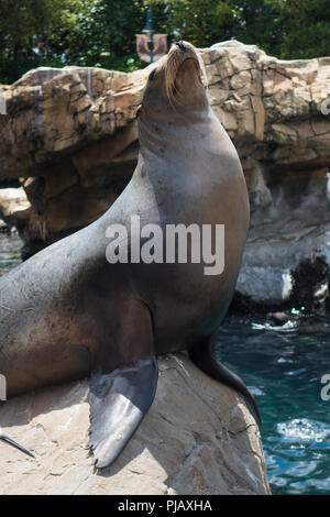 Seelöwen in Seaworld, Orlando, Florida, USA Stockfoto