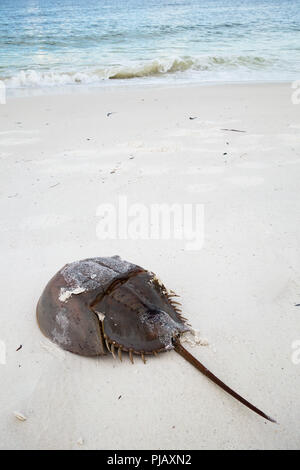 Ein horseshoe Crab am Sandstrand in Anna Maria Island, Florida, USA Stockfoto