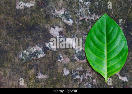 Tropische grün Blatt im Alter von natürlichen Holz- Oberfläche. Kopieren Sie Platz. Ansicht von oben. Stockfoto