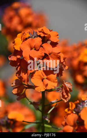 Erysimum' Apricot Delight' oder 'Apricot Twist" (Mauerblümchen) angebaut an RHS Garden Harlow Carr, Harrogate, Yorkshire. England, Großbritannien Stockfoto