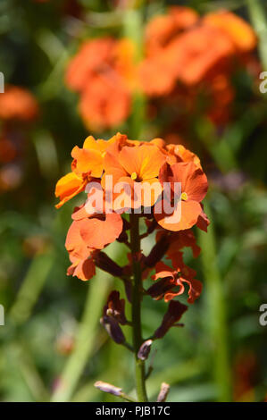 Erysimum' Apricot Delight' oder 'Apricot Twist" (Mauerblümchen) angebaut an RHS Garden Harlow Carr, Harrogate, Yorkshire. England, Großbritannien Stockfoto