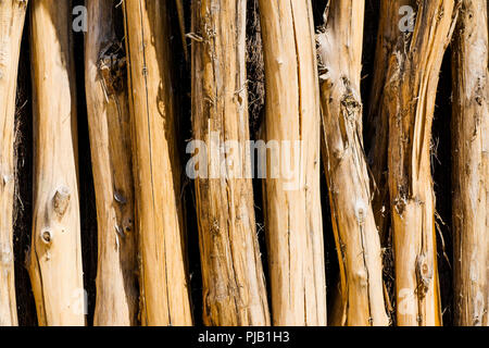 Holz Palisade, Vogelpark, Villars les Dombes, Frankreich Stockfoto