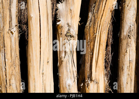 Holz Palisade, Vogelpark, Villars les Dombes, Frankreich Stockfoto