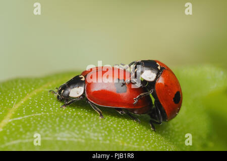 Passenden 2-Punkt Marienkäfer (Adalia bipunctata) auf Birke. Tipperary, Irland Stockfoto