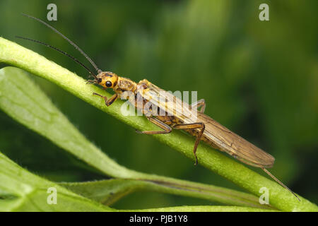 Stonefly (Isoperla grammatica) auf Buttercup schleichende thront. Tipperary, Irland Stockfoto