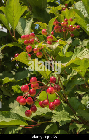 Trauben von gelben und roten Beeren auf Äste mit grünen Blättern in der Sonne. Reifenden Getreide der Pfeil - Holz, auch als schneeball Baum, Gefüllte Schneeball - Rose oder v Stockfoto