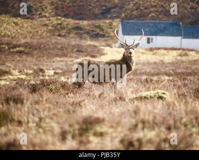 Roter Hirsch Hirsche, Torridon, Highlands, April, Schottland, Großbritannien Stockfoto