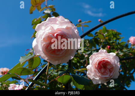 Rosa Shropshire Lad Rosen in voller Blüte an einem sonnigen Sommertag. Stockfoto