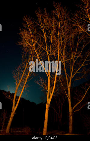 Künstlerische dramatische unscharfes Foto auf kahlen Bäumen suchen, Licht von einem Feuer in der Nähe, gegen ein Nachthimmel mit Sternen und Berg im Hintergrund Stockfoto