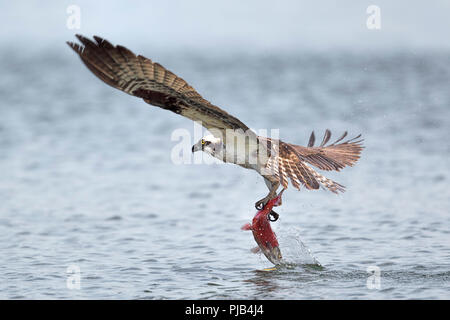 Eine osprey fliegt mit einem Kokanee Lachse nach dem Fang in Hayden Lake im Norden von Idaho. Stockfoto